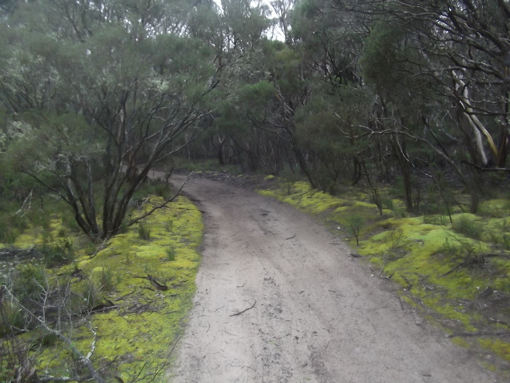 mossy-ki-track