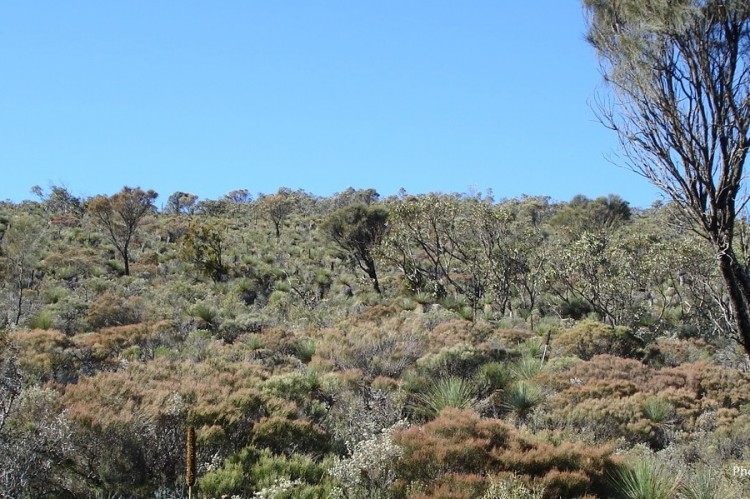 Tothills