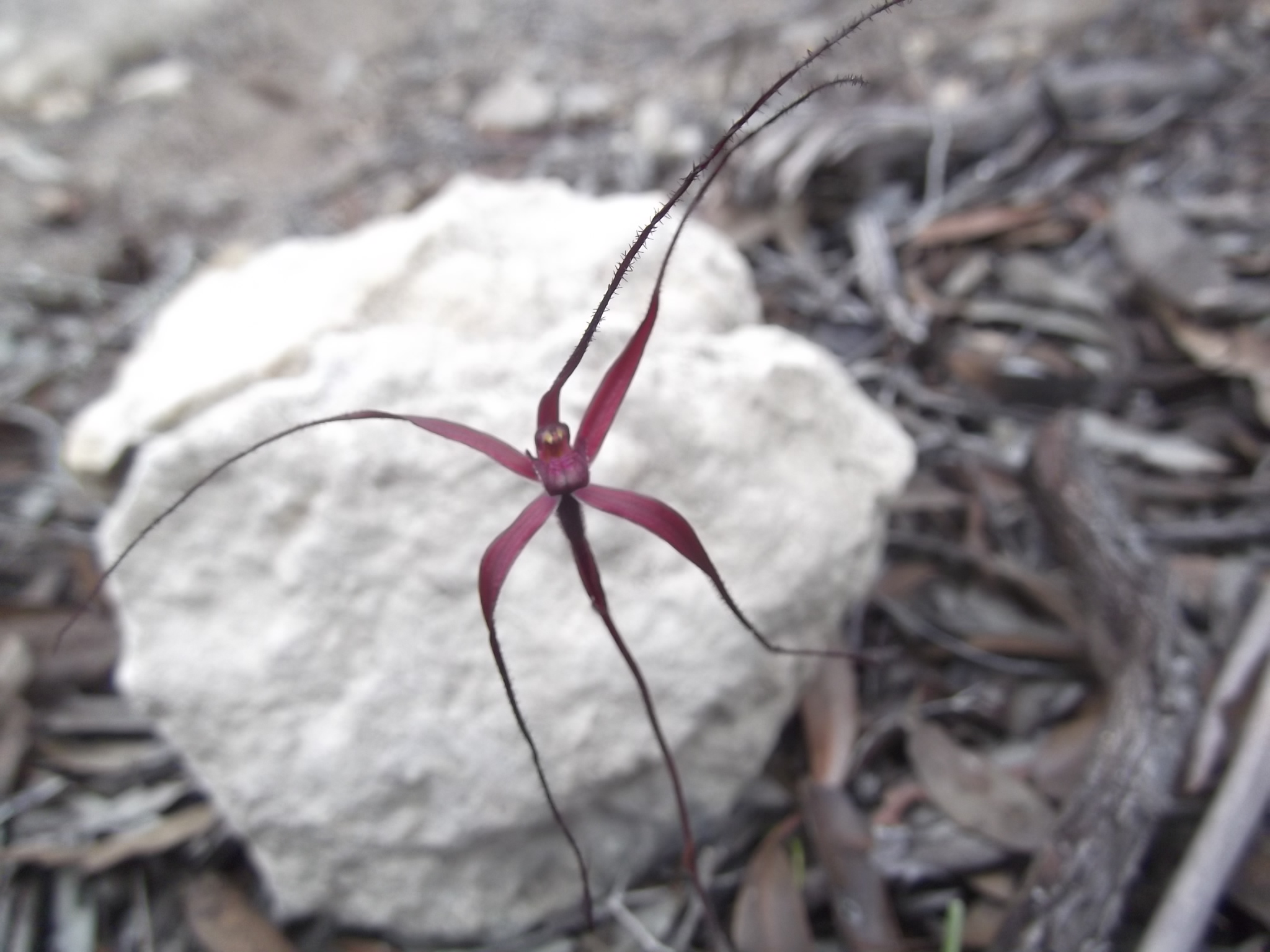 Spider Orchid, KI